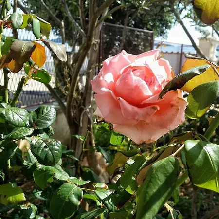 By The Sea Brodarica, Sibenik - 4194