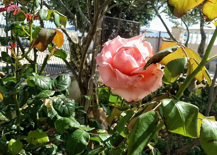 By The Sea Brodarica, Sibenik - 4194